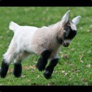 Nigerian Dwarf Goat