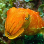 CaptainCuttlefish