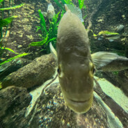 Passik