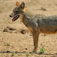 Jackal