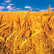 wheatinwoods